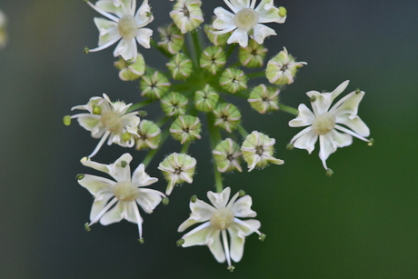 Bloemen