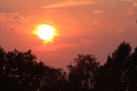 Zomeravondzwaluw