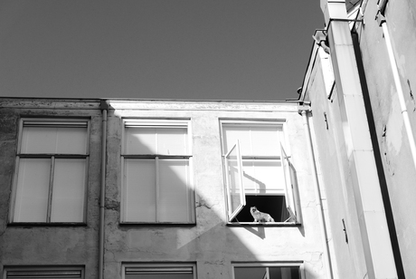 How much is that cat in the window?... - Den Haag