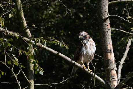 Buizerd