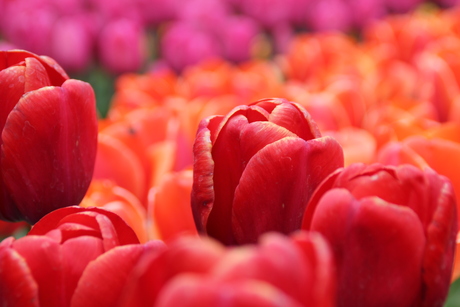 Kleurenexplosie in de Keukenhof 