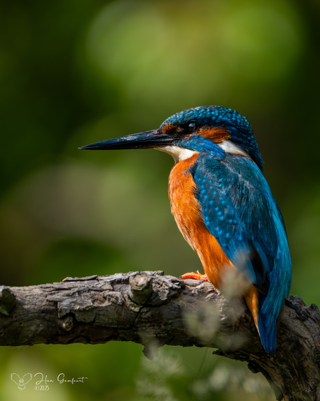 King of the fish