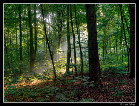 Windesheimer Bos 3