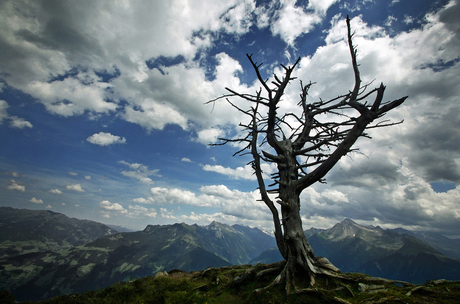 THE BEAUTY OF A DEAD TREE.