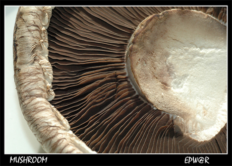 Mushroom