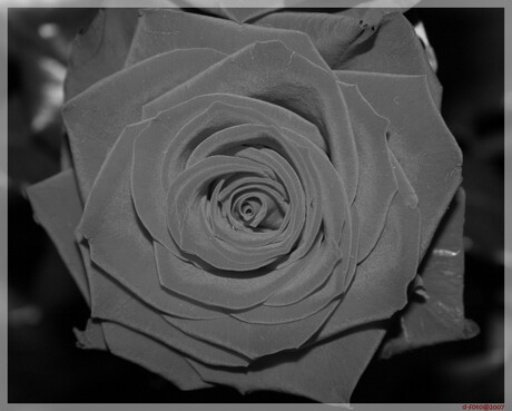 black rose!
