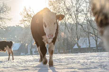 Stier in de sneeuw