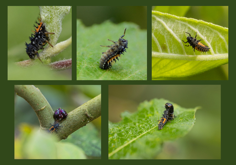 Larven Lieveheersbeestje Collage