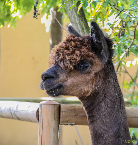 Frou-frou (Alpaca)