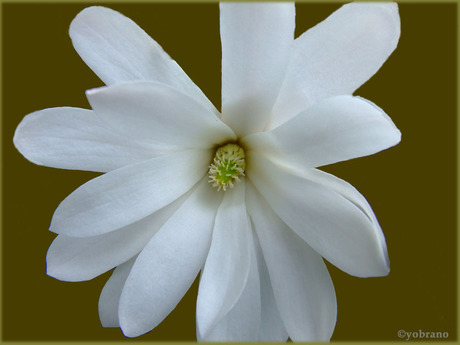 white flower