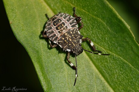 Bruin gemarmerde schildwants