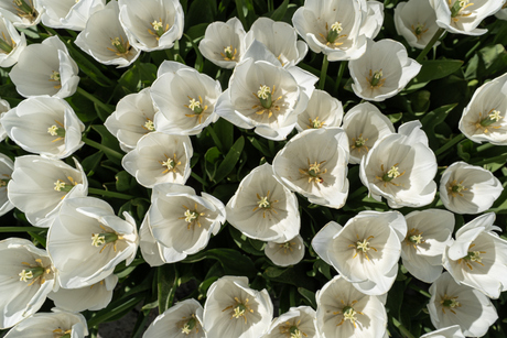 Tulp explosie .