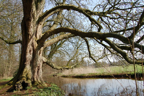 Dickninge, de Reest