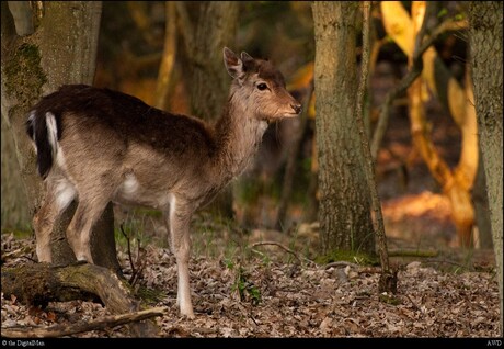 Damhert in de AWD