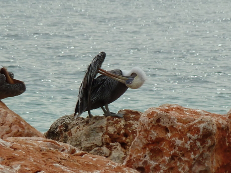 Pelikanen op "Mambo"Curacao