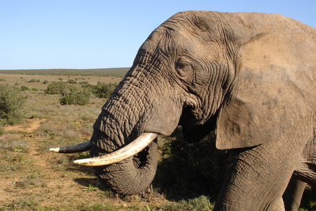 Nationaal Park Addo Elephant