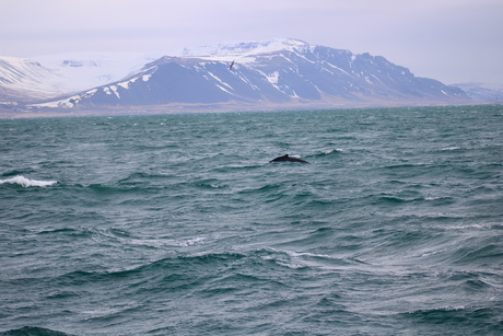 meeuw en walvis