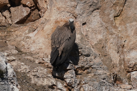 Vale Gier, Gorges du Verdon