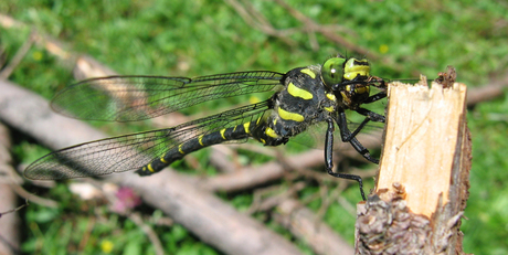 Oostenrijkse libelle