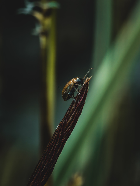 Ieniemienie torretje (cikade?)