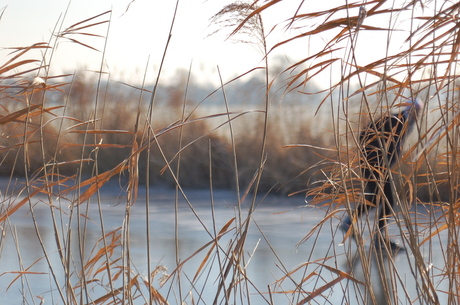 Schaatsen door de polder