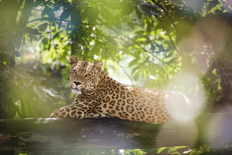 Perzisch luipaard - Safaripark Beekse Bergen