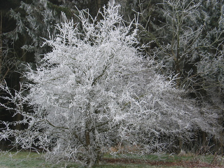 winters uiterlijk