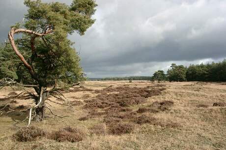 Heideveld op Hoge Veluwe