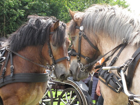 paardenliefde