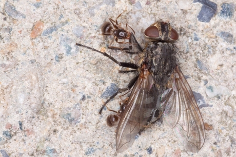 Mieren versus vlieg