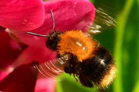 HOMMEL