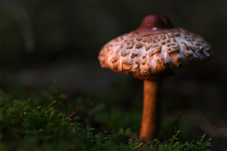 Gewone knolparasolzwam