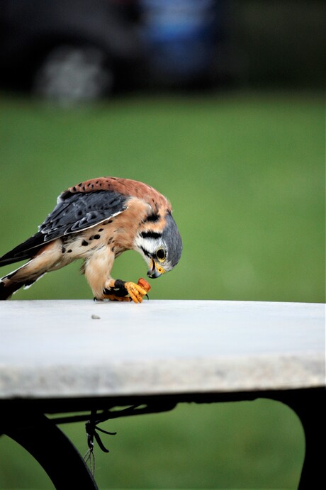valkje krijgt te eten