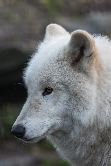 Witte Wolf