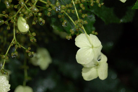 Regendruppel op bloem