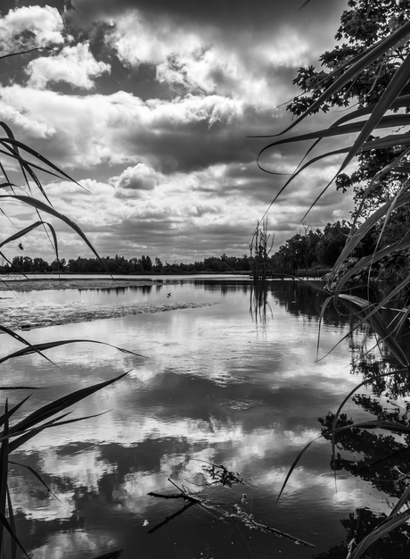 Biesbosch