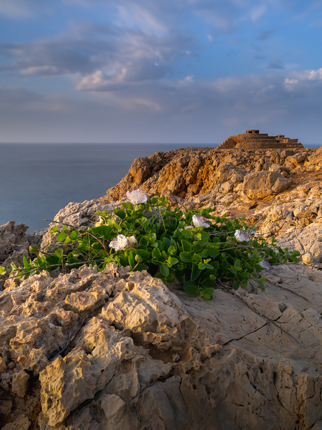 Coast flowers