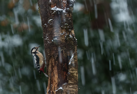 Sneeuwbui.