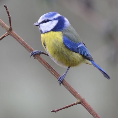 Pimpelmeesje in de mist