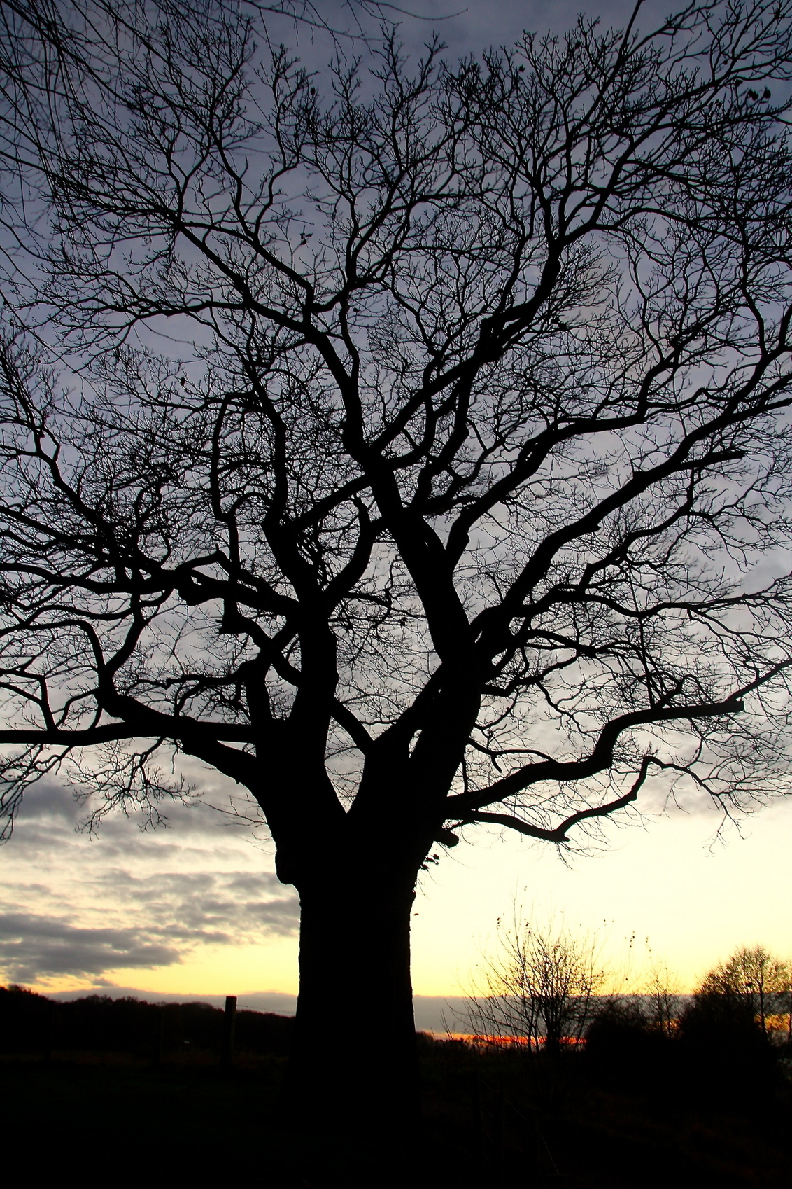Tree. - Prachtige boom aan de Maas tijdens de ondergaande zon. - foto door heidi-verhorik op 07-01-2014