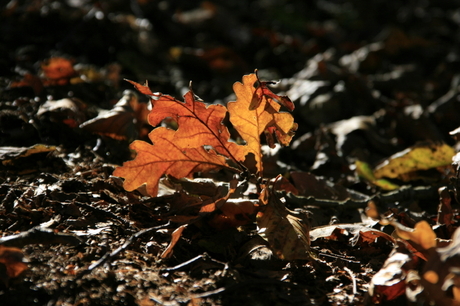 Herfstzon