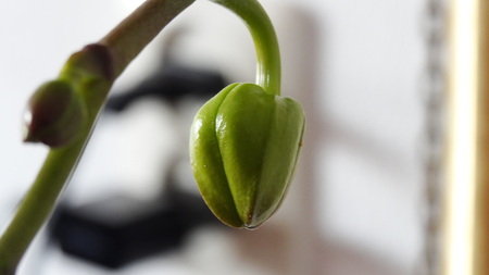 Bloem nog in knop - Deze prachtige knop is van mijn orchidee. - foto door kimakkermans_zoom op 04-09-2013 - deze foto bevat: bloem, knop