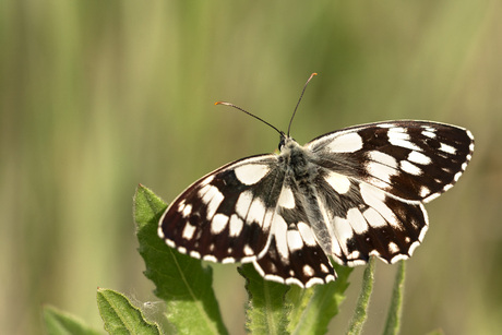 Dambordje in de Brenne Frankrijk