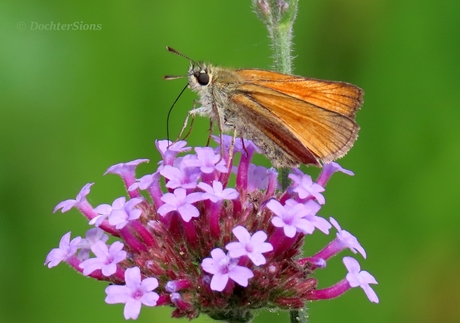 Dikkopje vlinder op Verbena