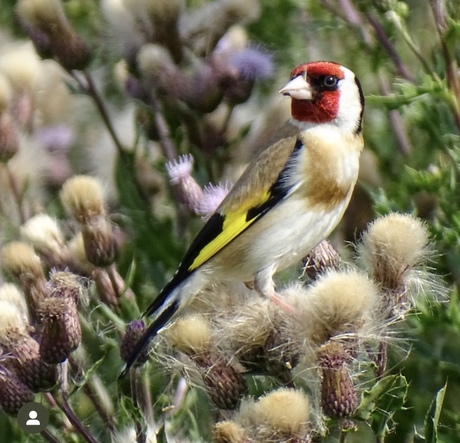 Distelvink op een distel.