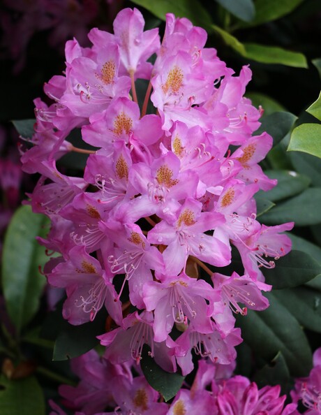 rododendron