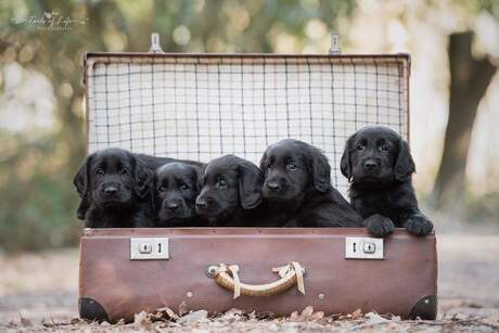 Flatcoat retriever puppies