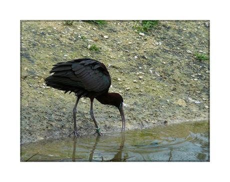 Zwarte Ibis