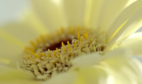 Gerbera macro