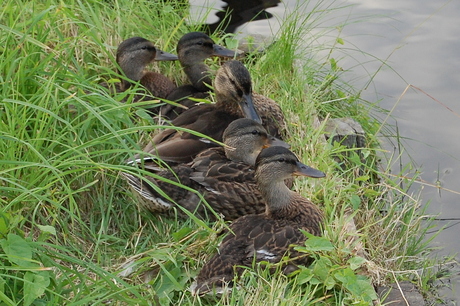 Familie Duk